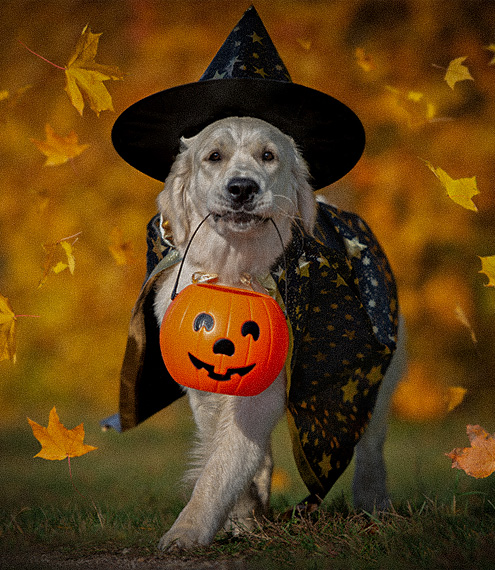 halloween disfraces para perros, disfraces para perros y sus dueños